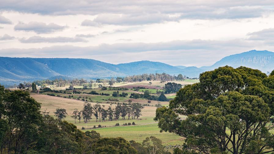 Tasmanian Timbers Landscape